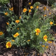 Eschscholzia californica (California Poppy) at Woodstock Nature Reserve - 24 Sep 2023 by Steve_Bok