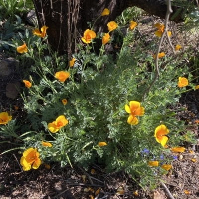 Eschscholzia californica (California Poppy) at Woodstock Nature Reserve - 24 Sep 2023 by Steve_Bok