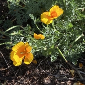 Eschscholzia californica at Belconnen, ACT - 24 Sep 2023