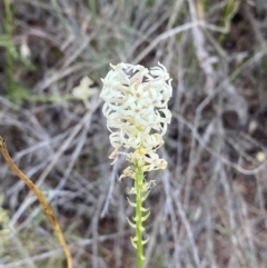 Stackhousia monogyna (Creamy Candles) at Belconnen, ACT - 24 Sep 2023 by SteveBorkowskis