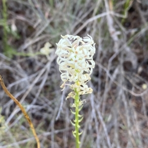 Stackhousia monogyna at Belconnen, ACT - 24 Sep 2023