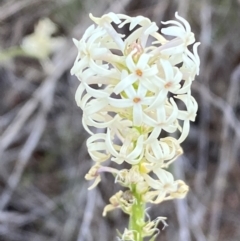 Stackhousia monogyna at Belconnen, ACT - 24 Sep 2023