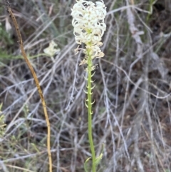 Stackhousia monogyna at Belconnen, ACT - 24 Sep 2023