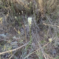 Stackhousia monogyna at Belconnen, ACT - 24 Sep 2023