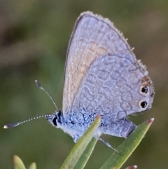 Nacaduba biocellata (Two-spotted Line-Blue) at Belconnen, ACT - 24 Sep 2023 by SteveBorkowskis