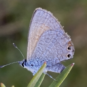 Nacaduba biocellata at Belconnen, ACT - 24 Sep 2023