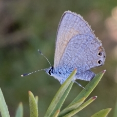 Nacaduba biocellata at Belconnen, ACT - 24 Sep 2023