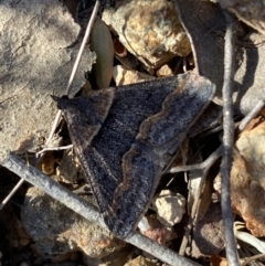 Dichromodes (genus) (unidentified Heath Moth) at Belconnen, ACT - 24 Sep 2023 by SteveBorkowskis