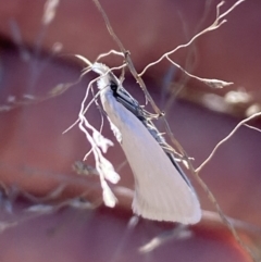 Zacorus carus (Wingia group moth) at Woodstock Nature Reserve - 24 Sep 2023 by Steve_Bok