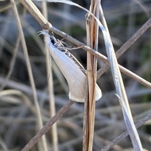 Zacorus carus at Belconnen, ACT - 24 Sep 2023