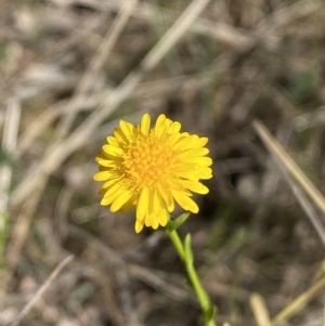 Calotis lappulacea at Belconnen, ACT - 24 Sep 2023 02:38 PM