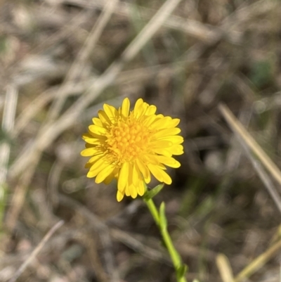 Calotis lappulacea (Yellow Burr Daisy) at Belconnen, ACT - 24 Sep 2023 by Steve_Bok