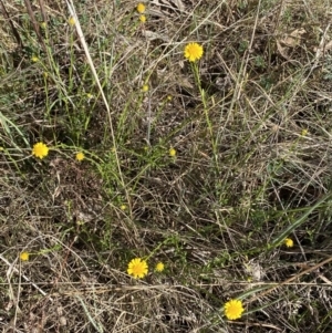 Calotis lappulacea at Belconnen, ACT - 24 Sep 2023 02:38 PM