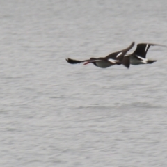 Haematopus longirostris (Australian Pied Oystercatcher) at Wallaga Lake, NSW - 7 Dec 2019 by JimL