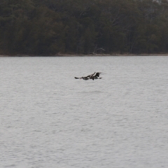 Haematopus longirostris at Wallaga Lake, NSW - suppressed