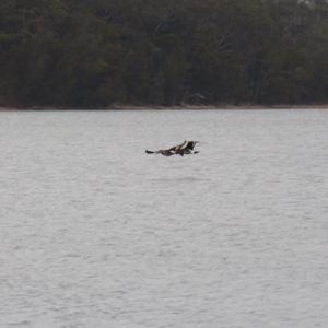 Haematopus longirostris at Wallaga Lake, NSW - 7 Dec 2019