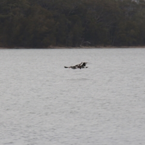 Haematopus longirostris at Wallaga Lake, NSW - suppressed