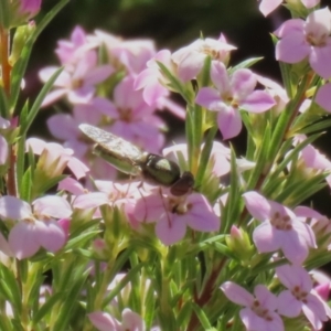 Odontomyia decipiens at Symonston, ACT - 24 Sep 2023