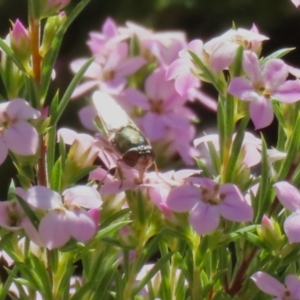 Odontomyia decipiens at Symonston, ACT - 24 Sep 2023