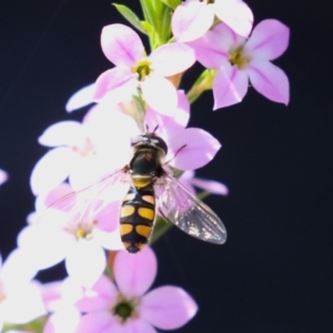 Simosyrphus grandicornis at Symonston, ACT - 24 Sep 2023 11:53 AM