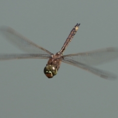 Anax papuensis (Australian Emperor) at Symonston, ACT - 24 Sep 2023 by RodDeb