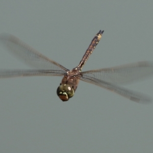 Anax papuensis at Symonston, ACT - 24 Sep 2023 12:34 PM