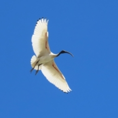 Threskiornis molucca (Australian White Ibis) at Symonston, ACT - 24 Sep 2023 by RodDeb