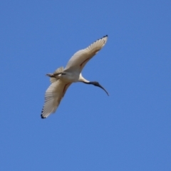 Threskiornis molucca at Symonston, ACT - 24 Sep 2023