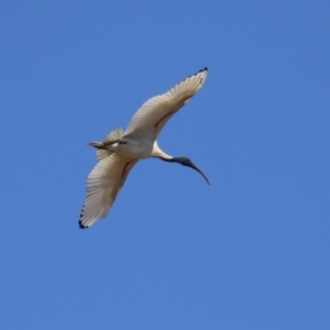 Threskiornis molucca at Symonston, ACT - 24 Sep 2023 01:36 PM