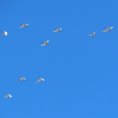 Threskiornis molucca at Symonston, ACT - 24 Sep 2023