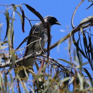 Coracina novaehollandiae at Symonston, ACT - 24 Sep 2023