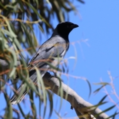 Coracina novaehollandiae at Symonston, ACT - 24 Sep 2023