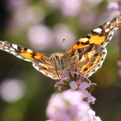 Vanessa kershawi (Australian Painted Lady) at Symonston, ACT - 24 Sep 2023 by RodDeb