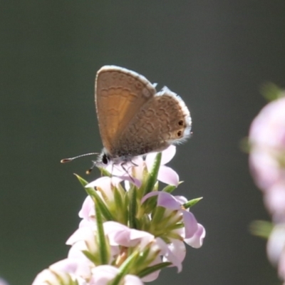 Nacaduba biocellata (Two-spotted Line-Blue) at Symonston, ACT - 24 Sep 2023 by RodDeb