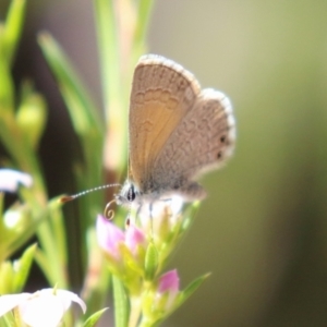 Nacaduba biocellata at Symonston, ACT - 24 Sep 2023