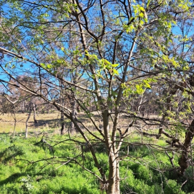 Celtis australis (Nettle Tree) at Majura, ACT - 24 Sep 2023 by abread111