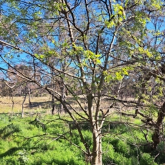 Celtis australis (Nettle Tree) at Mount Majura - 24 Sep 2023 by abread111