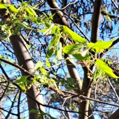 Celtis australis at Majura, ACT - 24 Sep 2023