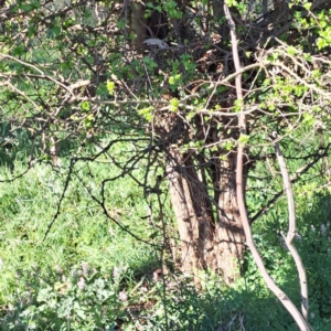 Crataegus monogyna at Majura, ACT - 24 Sep 2023