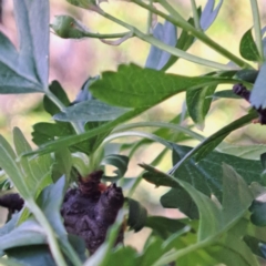 Crataegus monogyna at Majura, ACT - 24 Sep 2023