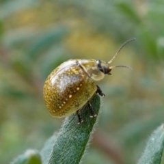 Paropsisterna cloelia (Eucalyptus variegated beetle) at Albury - 18 Sep 2023 by RobG1