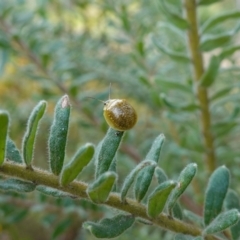 Paropsisterna cloelia at Glenroy, NSW - 18 Sep 2023 03:32 PM