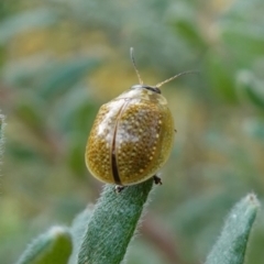 Paropsisterna cloelia at Glenroy, NSW - 18 Sep 2023