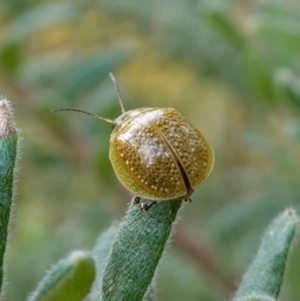 Paropsisterna cloelia at Glenroy, NSW - 18 Sep 2023 03:32 PM