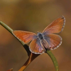 Nacaduba biocellata (Two-spotted Line-Blue) at Point 114 - 24 Sep 2023 by ConBoekel