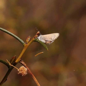 Nacaduba biocellata at O'Connor, ACT - 24 Sep 2023