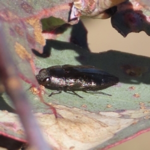 Melobasis sp. (genus) at Theodore, ACT - 24 Sep 2023