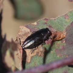 Melobasis sp. (genus) at Theodore, ACT - 24 Sep 2023 02:56 PM