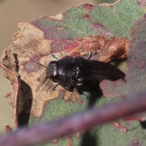 Melobasis sp. (genus) at Theodore, ACT - 24 Sep 2023 02:56 PM