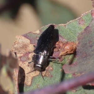 Melobasis sp. (genus) at Theodore, ACT - 24 Sep 2023